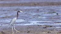 Blue heron - Térraba-Sierpe mangrove forest park (near Drakes Bay, Osa Peninsula)